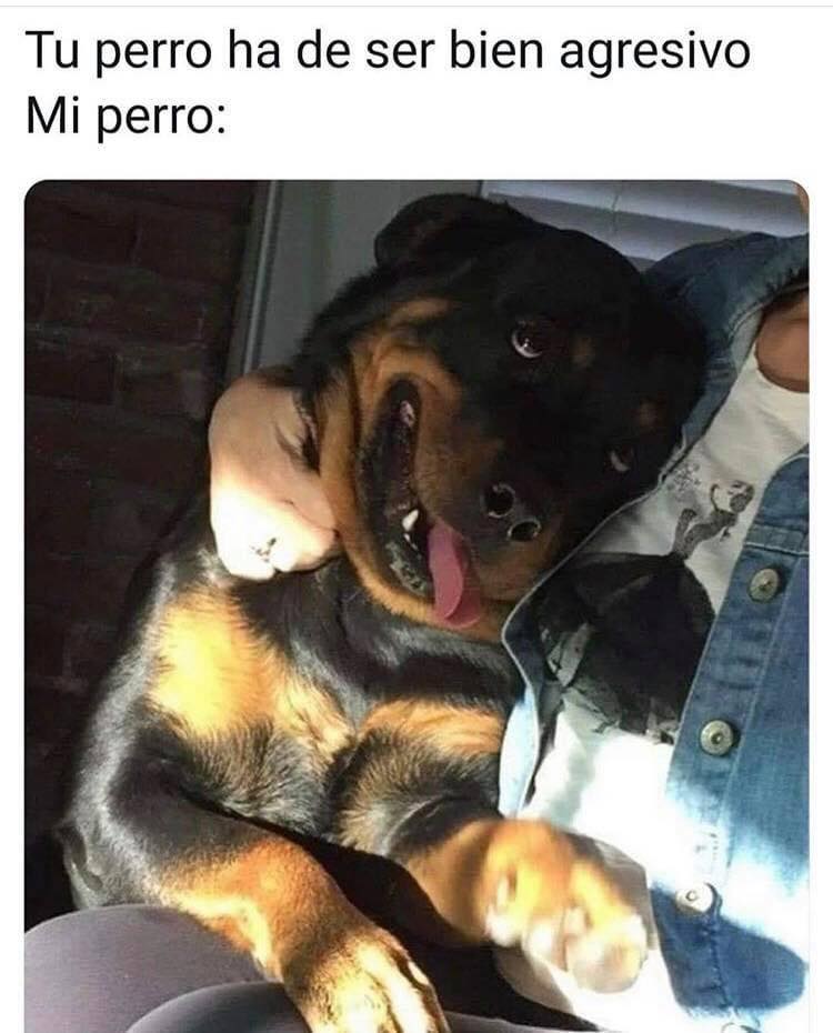 acariciadogs's tweet photo. 🤷‍♂️ https://t.co/UA8qyvhxym