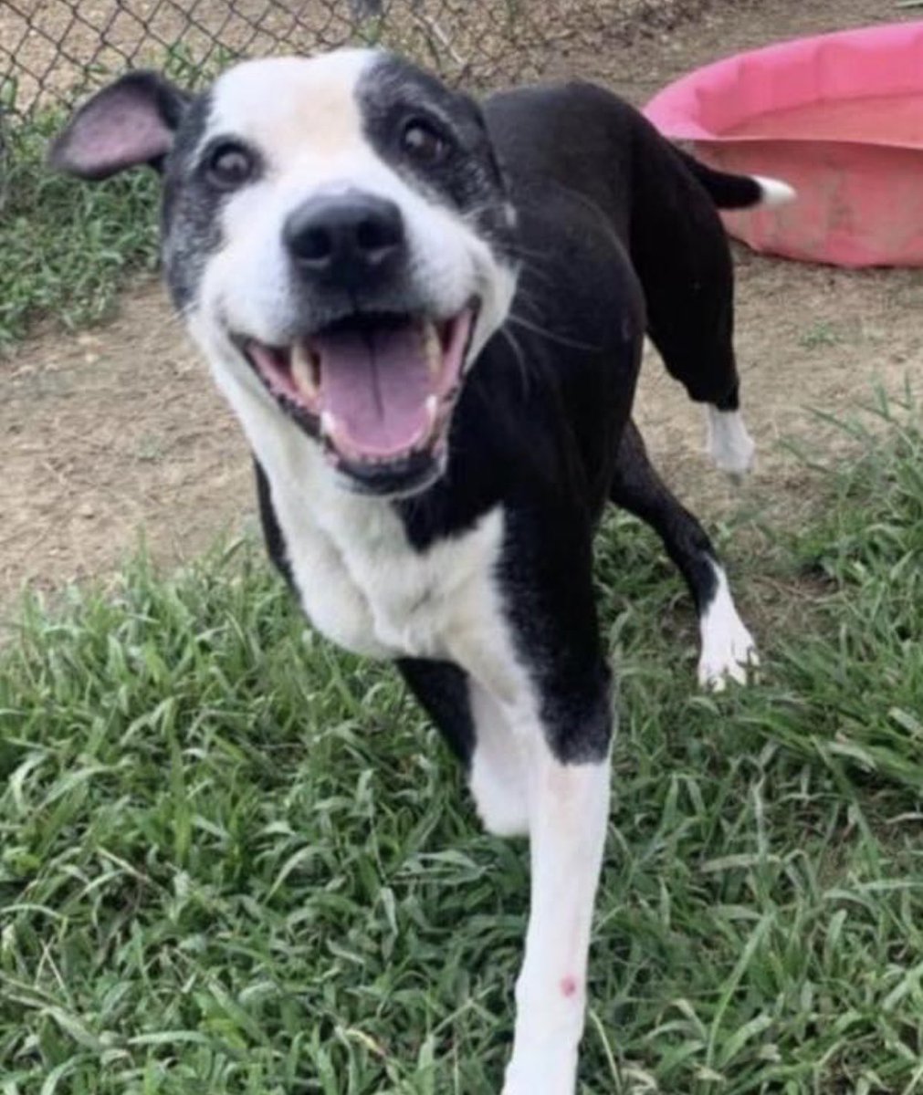 reddogsusie's tweet photo. GREER IS SAFE-ADOPTED❤️🎉
#MEMPHIS #MASA241
Thank you to everyone who helped him☺️ https://t.co/wzjHALEK9J