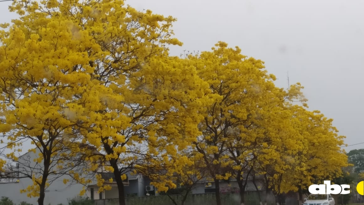 ABCCardinal's tweet photo. #TajyPy 💛¡LAPACHOS AMARILLOS!
🇵🇾A lo largo de todo el país van mostrando su belleza y los oyentes de la #730AM nos comparten algunas fotos desde distintos puntos.
📸 ¿Tenés algunas imágenes que quieras compartir?
😁¡Coméntanos!
📲Galería: https://t.co/ZMDFHWuKgi https://t.co/DpIBcPjyqQ