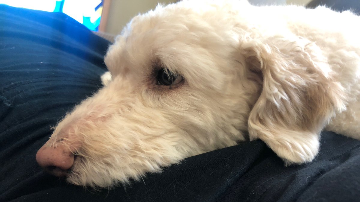 WarrenMcAll's tweet photo. Just want to use the #AllLivesMatter and #AllBuildingMatter to let everyone see the best boy in the world. I'm making no comment on the tags, just want everyone to see him :) https://t.co/hVC8qKAyad