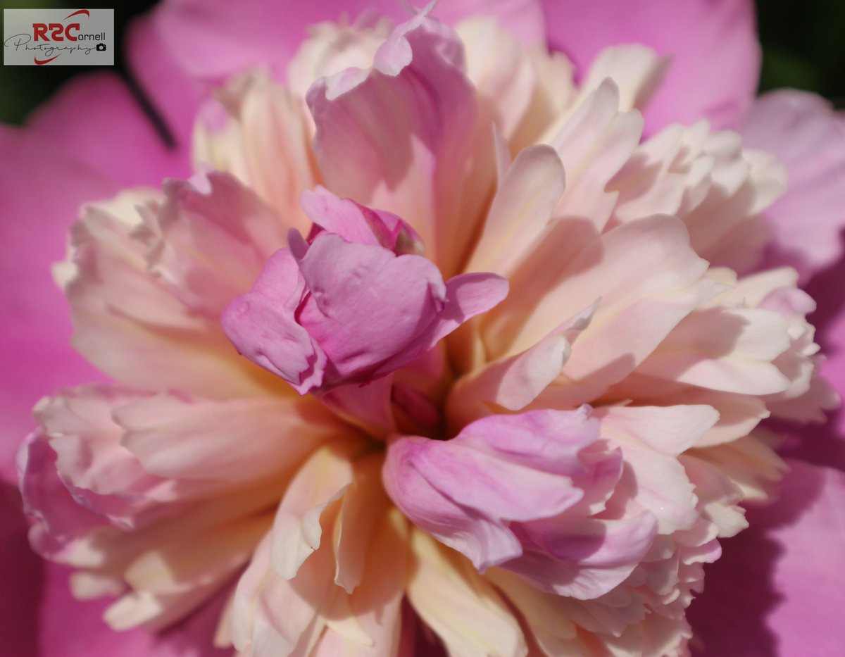 Robert R Cornell tweet media