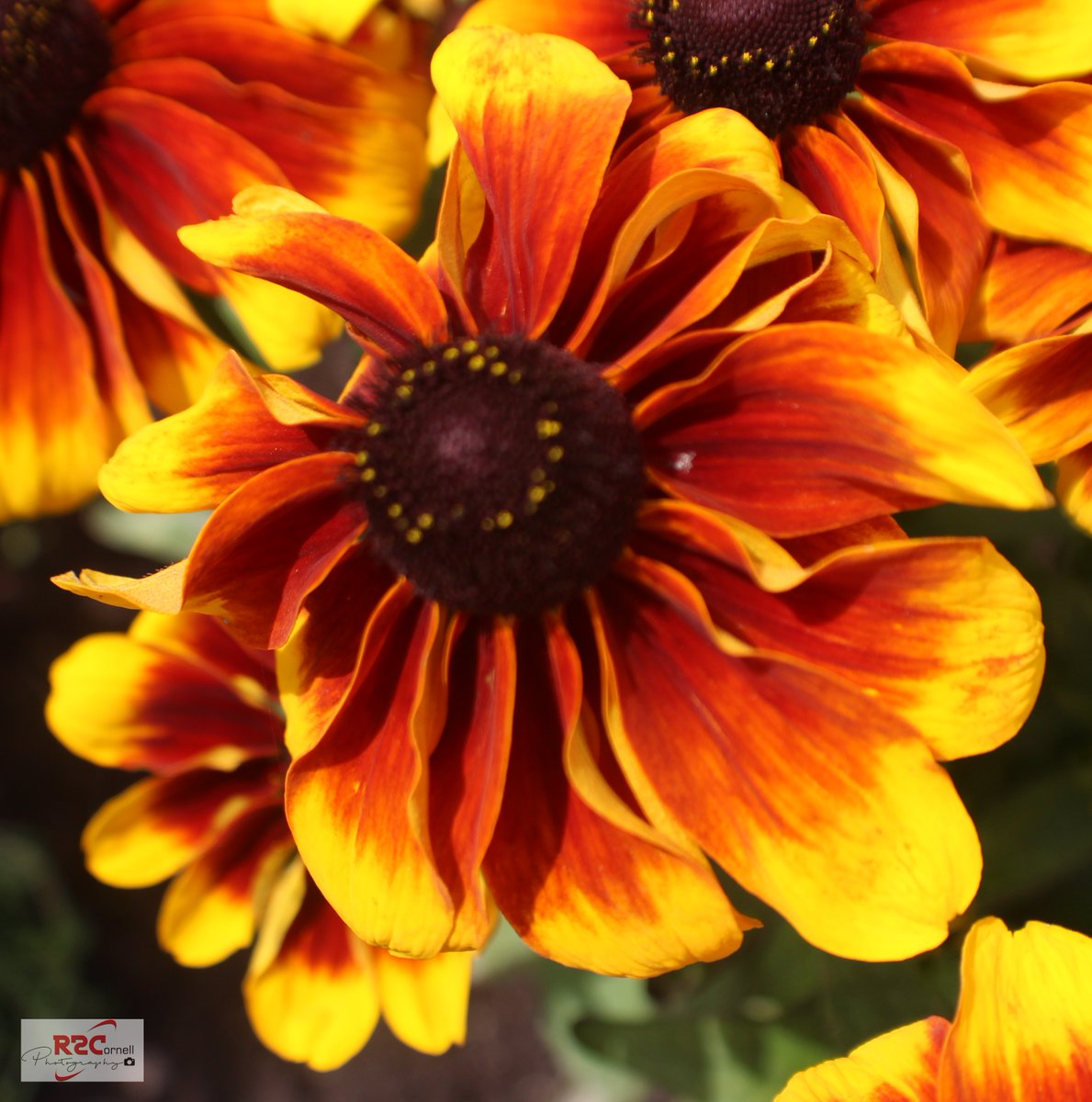 Robert R Cornell tweet media