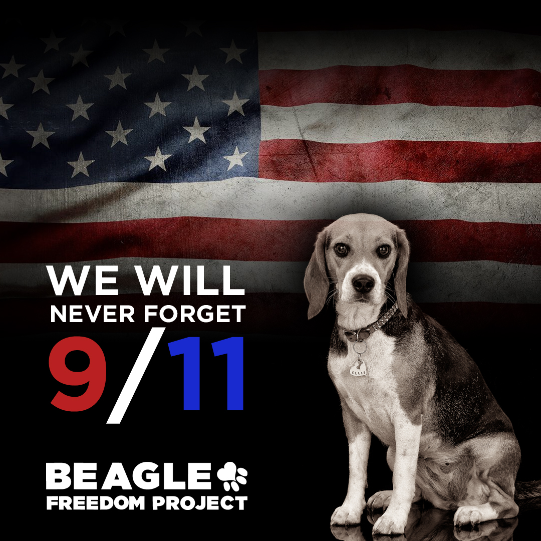 Beagle Freedom Project tweet media