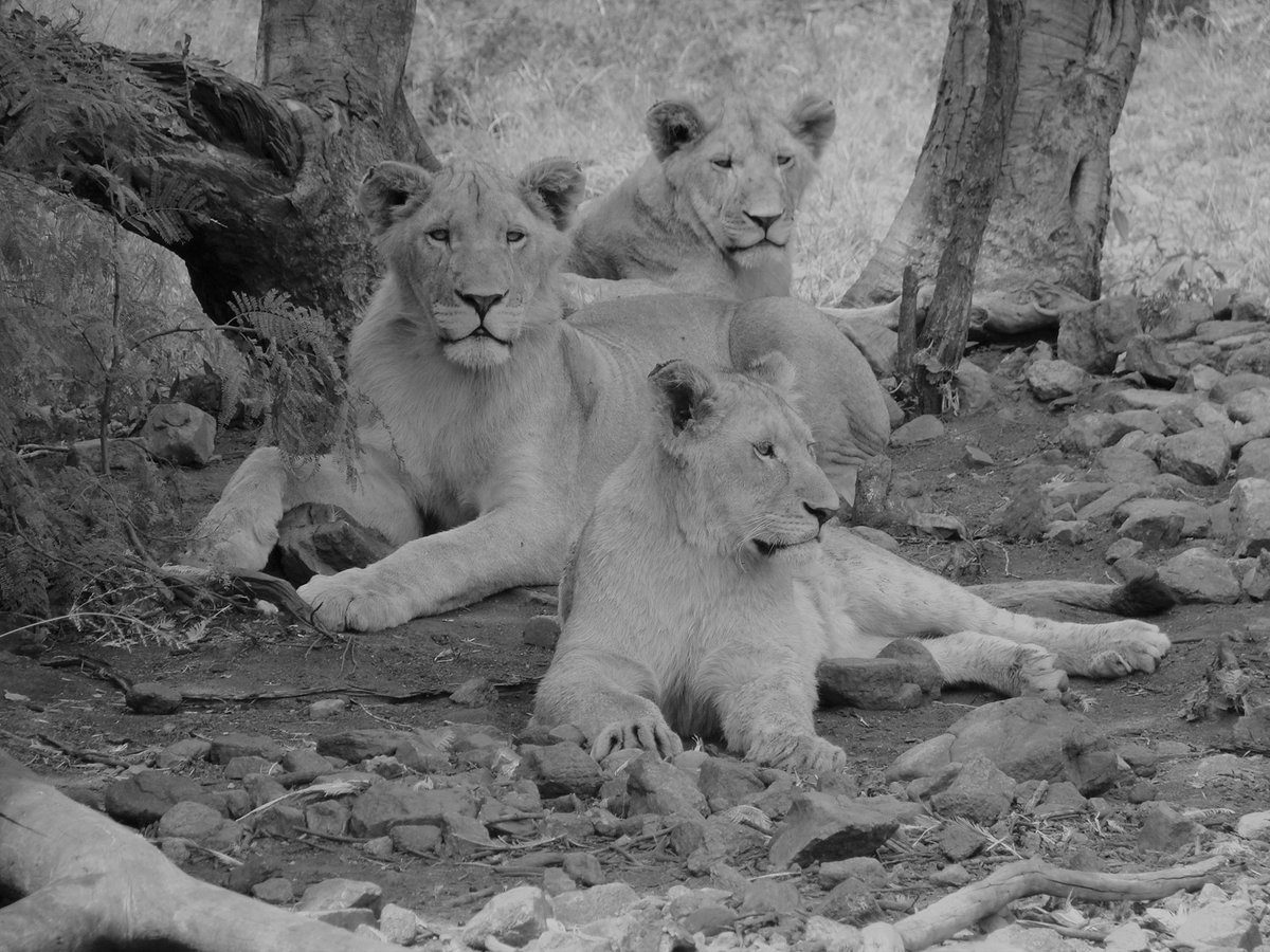 Lionbridge tweet picture
