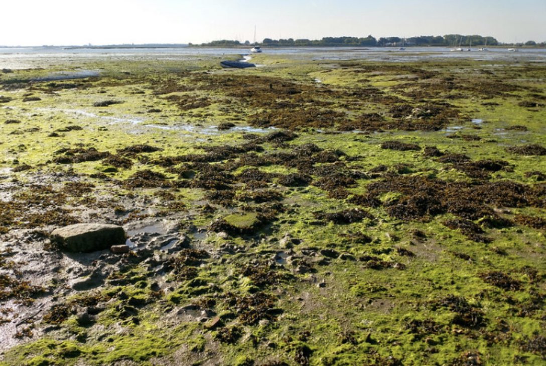 TotalBuildingC1's tweet photo. The government has come up with a possible solution to the impasse preventing developments in south Hampshire – nitrate trading.
Developed by the Wildlife Trust, to remove lower-grade agricultural land from intensive production &amp; create natural habitats to absorb pollution. https://t.co/UIwXwpEDXd