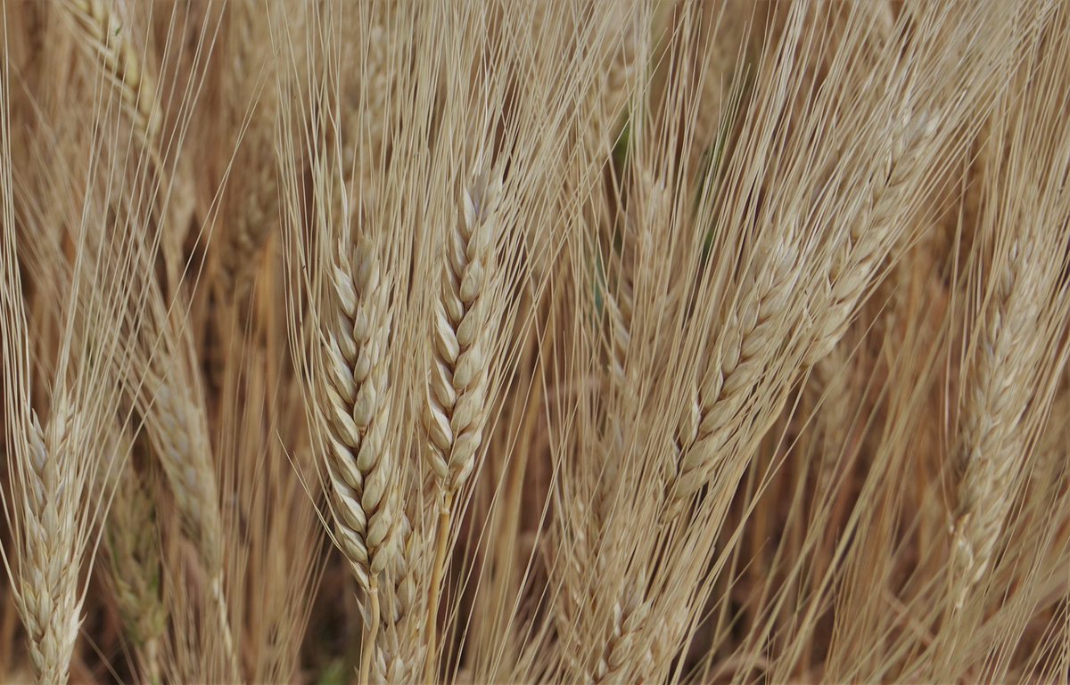 CDC Defy is the highest yielding durum both in the SaskSeed Guide and <a href="/McDougallAcres/">McDougall Acres Grainex</a> CDC Defy also shows lower Fusarium Head Blight symptoms compared to other MS rated varieties. Available in the fall of 2021! <a href="/SeCan/">SeCan</a> @SecanMira #bestdurum #greatgenetics
