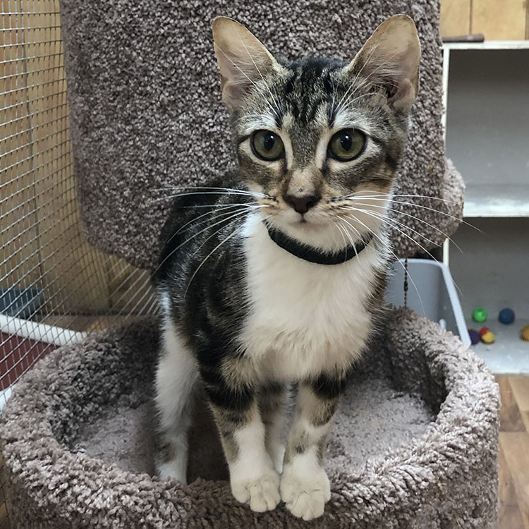 I'm just one of several cute little kittens available for adoption.  We're here waiting for you to submit an adoption application for us.  Hope to hear from you soon😻  
#CatsOfTwitter  #CatsLover