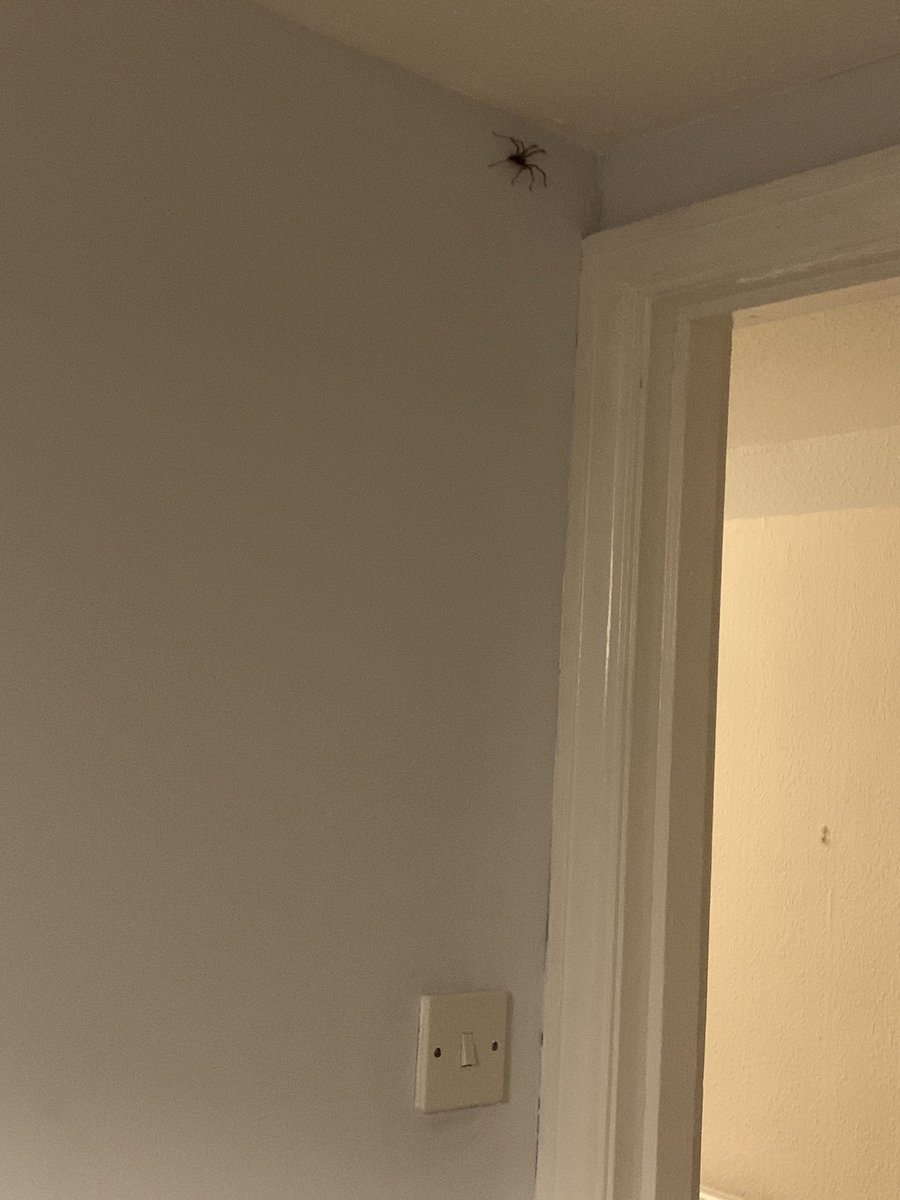 HayleyFalconer_'s tweet photo. I’m not scared of too much... but this is my sort of nightmare 😭😭😭 https://t.co/HQ2iWprMIw