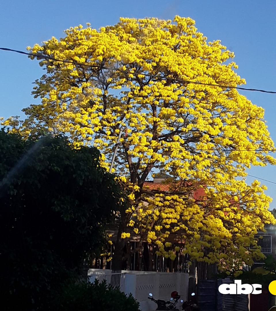 ABCCardinal's tweet photo. #TajyPy 💛¡LAPACHOS AMARILLOS!
🇵🇾A lo largo de todo el país van mostrando su belleza y los oyentes de la #730AM nos comparten algunas fotos desde distintos puntos.
📸 ¿Tenés algunas imágenes que quieras compartir?
😁¡Coméntanos!
📲Galería: https://t.co/ZMDFHWuKgi https://t.co/DpIBcPjyqQ