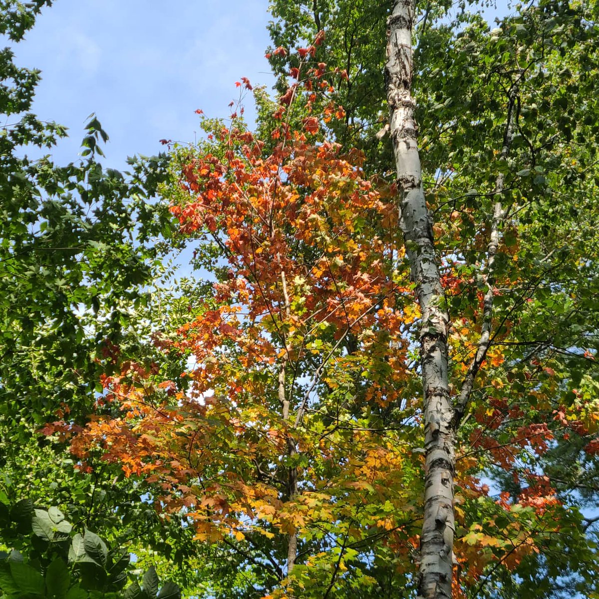 FoliageNetwork's tweet photo. Fall foliage reports for some locations have begun! We will have the most comprehensive list at https://t.co/lL0ysACOMb. Check us out! #fall #fallfoliage #foliagenetwork https://t.co/rIbRuH7Hs6
