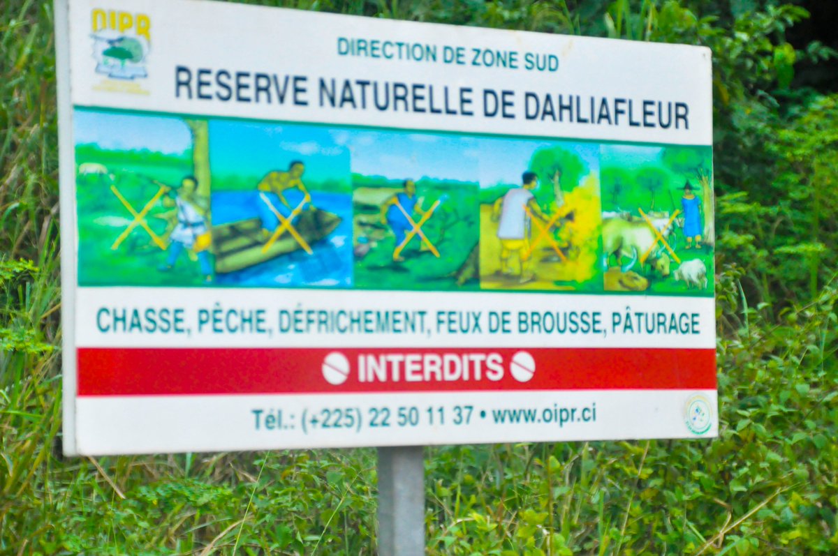 KannehAmbrose's tweet photo. After missing the forest environment for months, it was a nice experience to look back on some research methods and forest features with some colleagues together with two botanist and a zoologist during a field trip to the Dahliafleur forest reserve. @AbdulAw233 @bouraange https://t.co/xSQY7W66g4