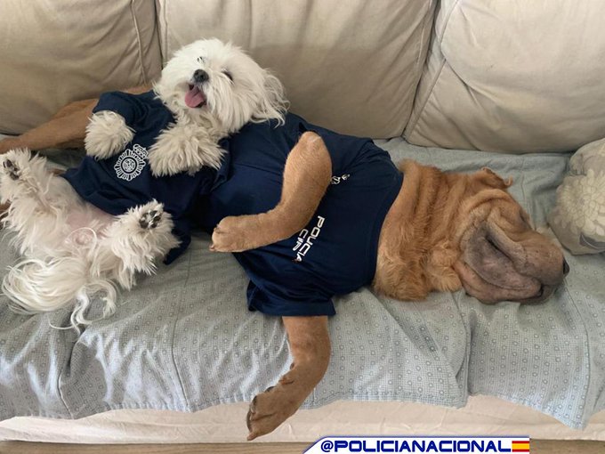 El amor 💙 es una palabra de cuatro patas. 🐶

#BuenosDías #FelizMiércoles