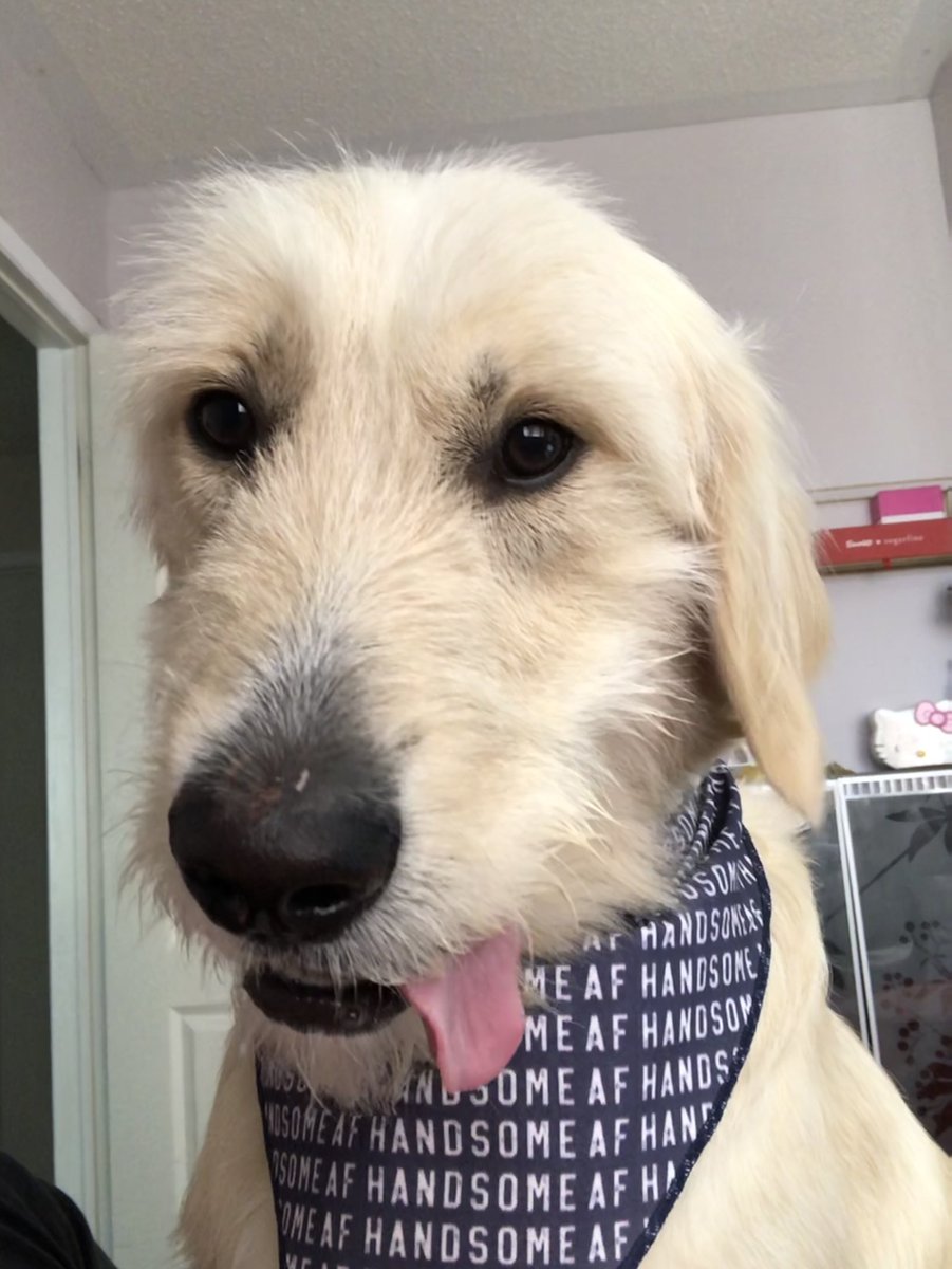 frankend00d's tweet photo. Aren’t I handsome AF?! #handsomedogsoftwitter #dogsoftwitter https://t.co/AL6p2Gwvv0