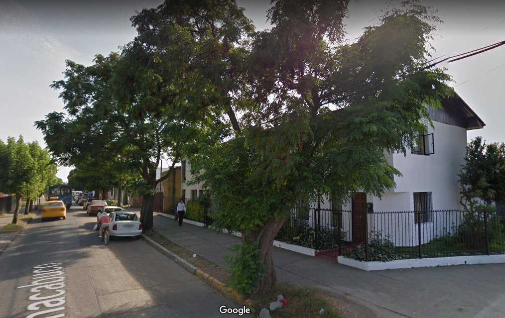 shesholastra's tweet photo. En calle Chacabuco, esquina Vicuña Mackenna, en San Carlos, Ñuble, hay un par de longevas ¿Sophoras japónicas? de tronco muy ancho, a las cuales les quedó chicas la cuneta y la vereda, @mop_nuble @mmanuble @BiobioCifag @Leyarbolurbano https://t.co/8Q8rvqj0UJ