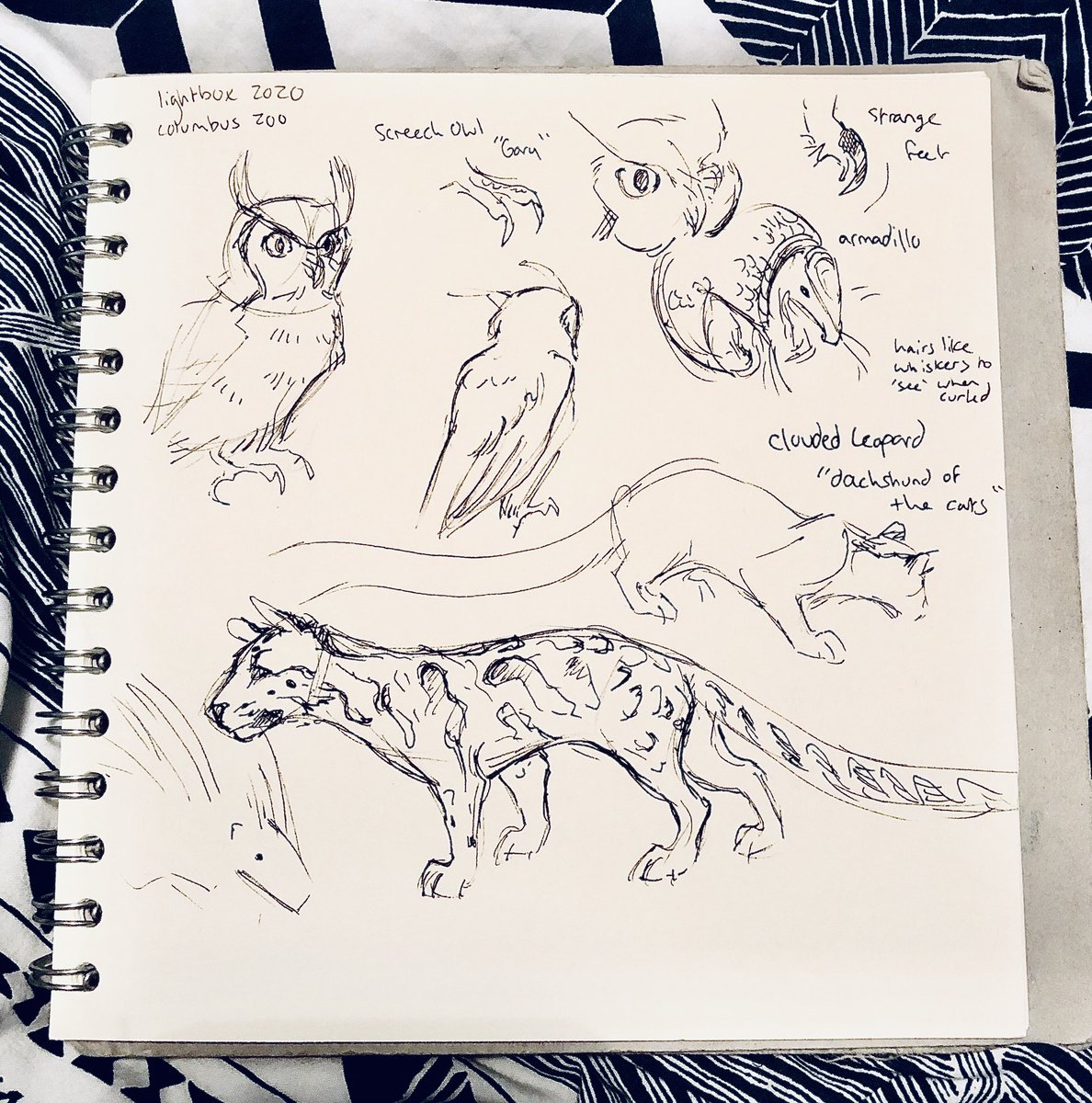 Some fast and messy sketches during the #LBXONLINE2020 columbus zoo presentation O: 