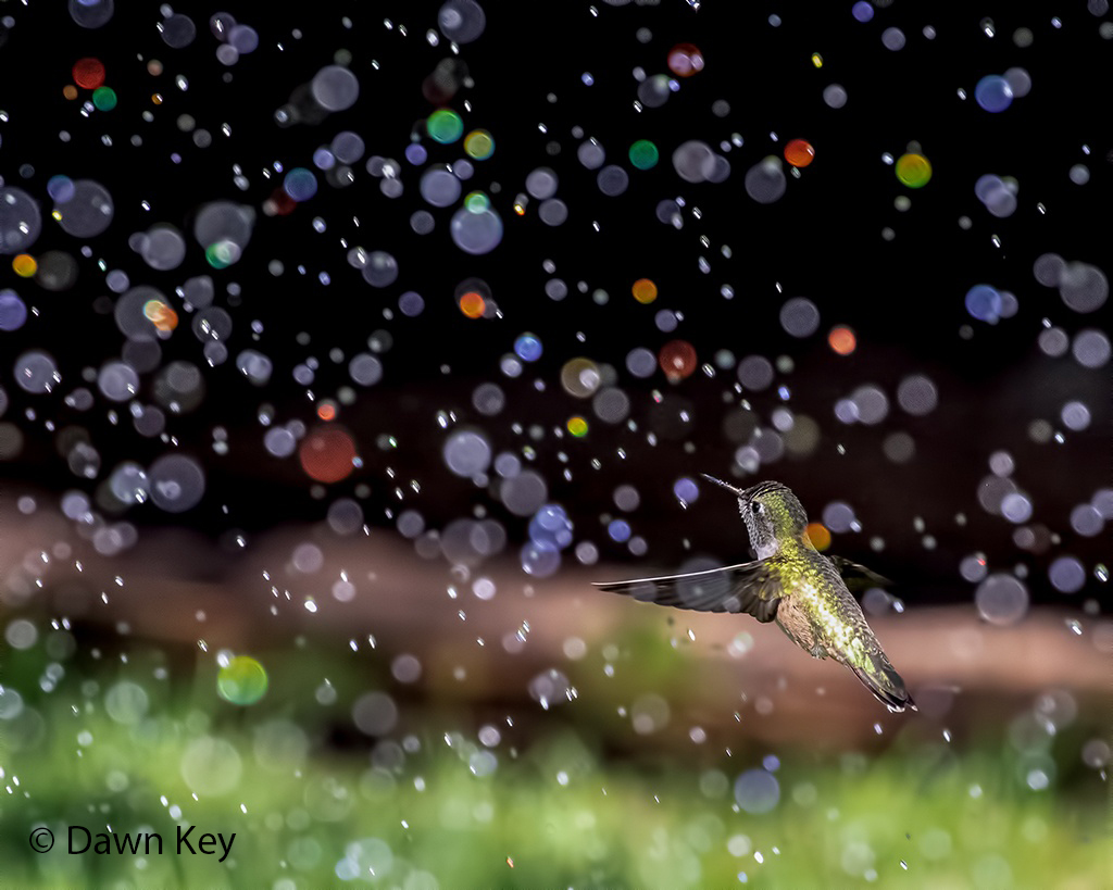 SharetheView7's tweet photo. Today's featured image is from Dawn Key featuring a broad-tailed hummingbird in her yard. Sign up to be notified of contest opening. https://t.co/Itlb1enuKD #hummingbird #broadtailed #colorado #bird #birdphotos #birdphotography #wildplanet #photocontest #naturephotography https://t.co/0k7IDyoHUQ