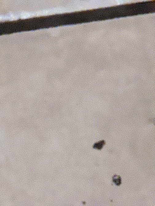 manyhonor's tweet image. I tried waxing my pet ant🐜 and it died 💦💦💦

😥