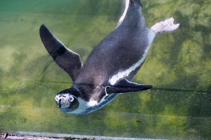 フンボルトペンギンのtwitterイラスト検索結果