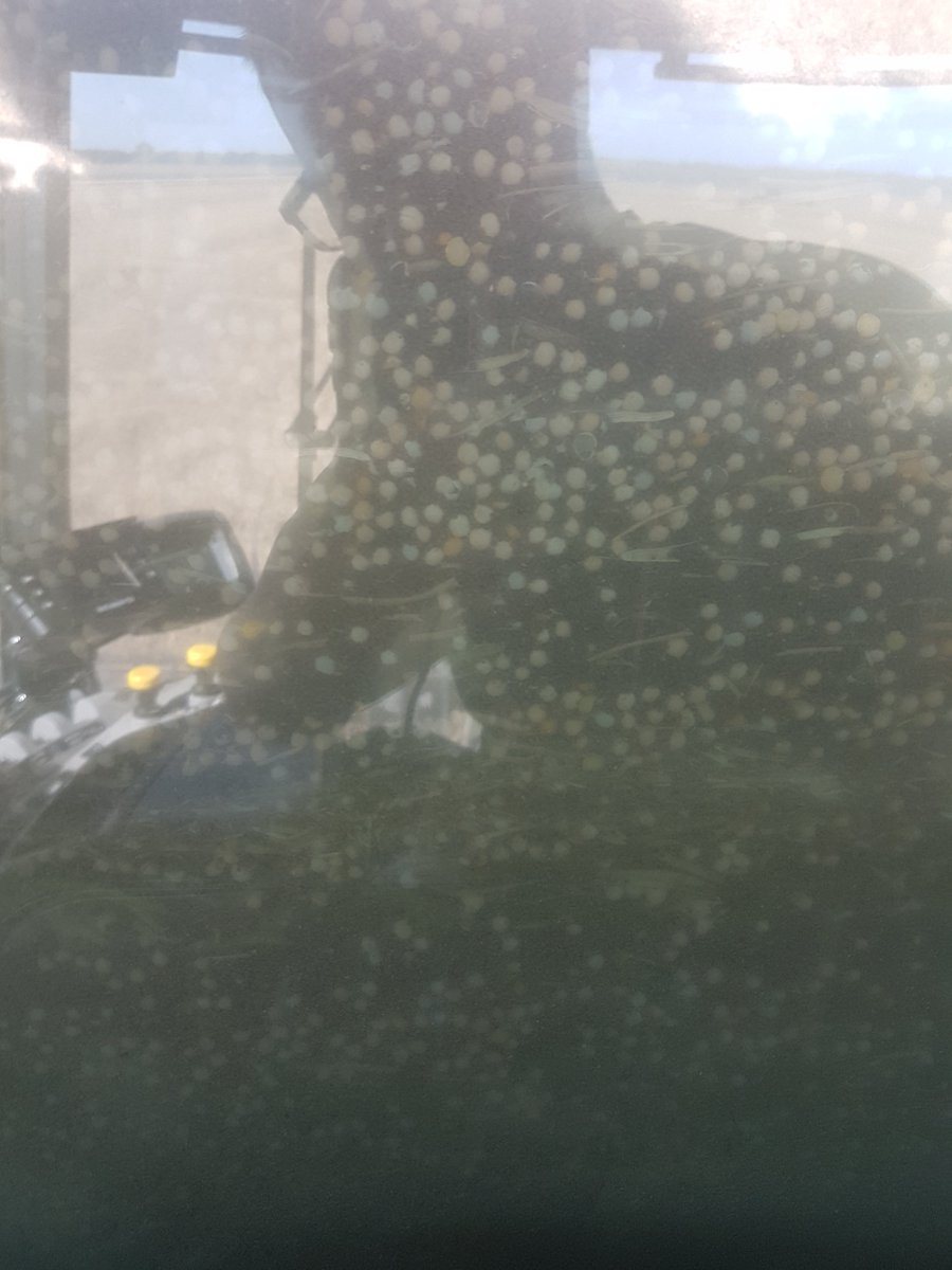 HarvesterMb's tweet photo. First time for everything! Peaola is on the menu for today's custom harvesting #IntercropInnovator https://t.co/lt0j0l67IQ