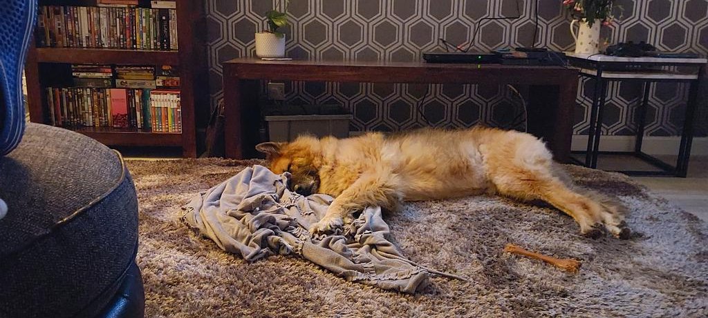 This big boy is 10 tomorrow,time has flew in.

Happy Birthday Oscar! 