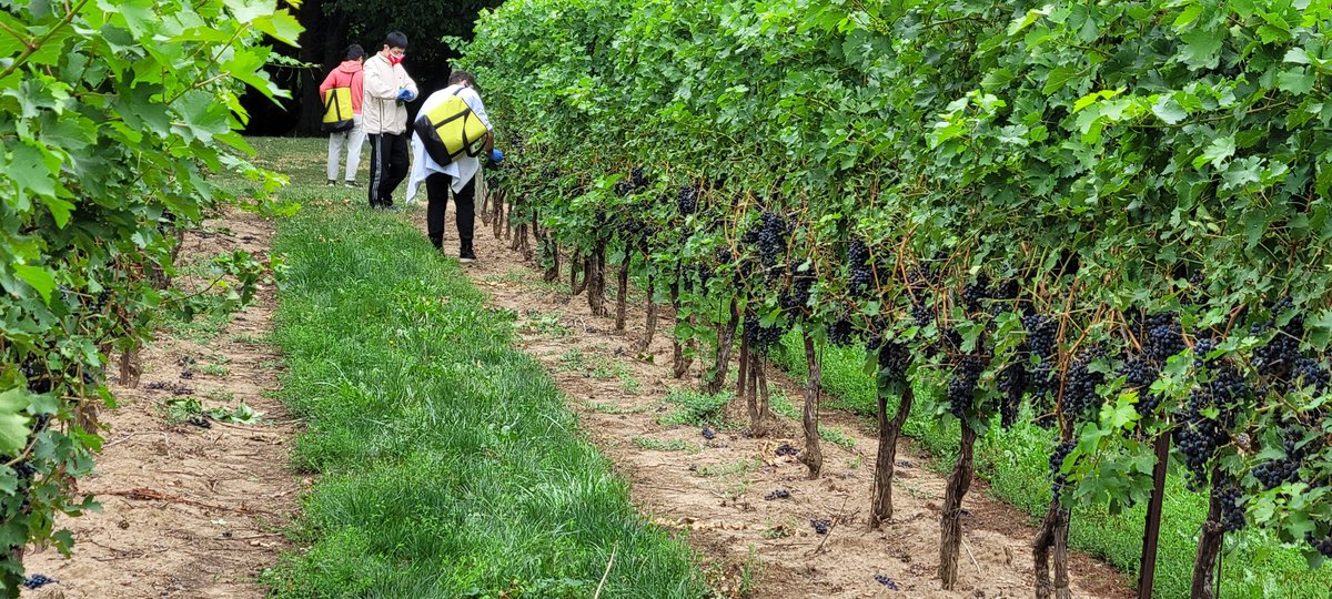 SudarsanPoojari's tweet photo. Great day for grapevine 🍇leaf sampling for virus 🦠 testing. #redblotchvirus #leafrollvirus #cleanvines #Niagara #cgcn @CCOVIBrockU #virusfree #grapevine https://t.co/Bl5htxFZGg
