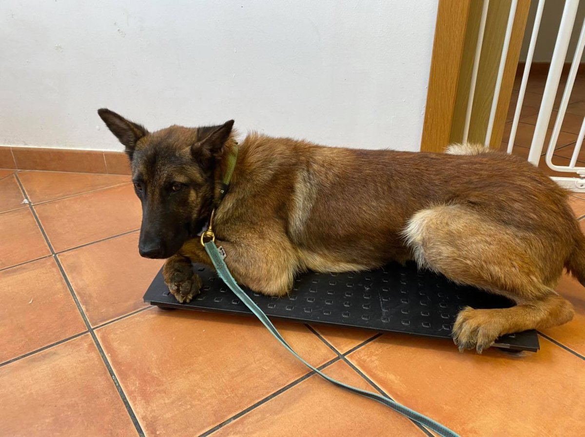 AdoptaK's tweet photo. Si quieres colaborar en su caso y ayudar al resto de perros de trabajo jubilados, hazte teamer, es sólo 1€/mes y le ayudas un montón 😘
https://t.co/FYcEITkpmE
Un millón de gracias 😘😘😘😘 https://t.co/fLWpZCbHux