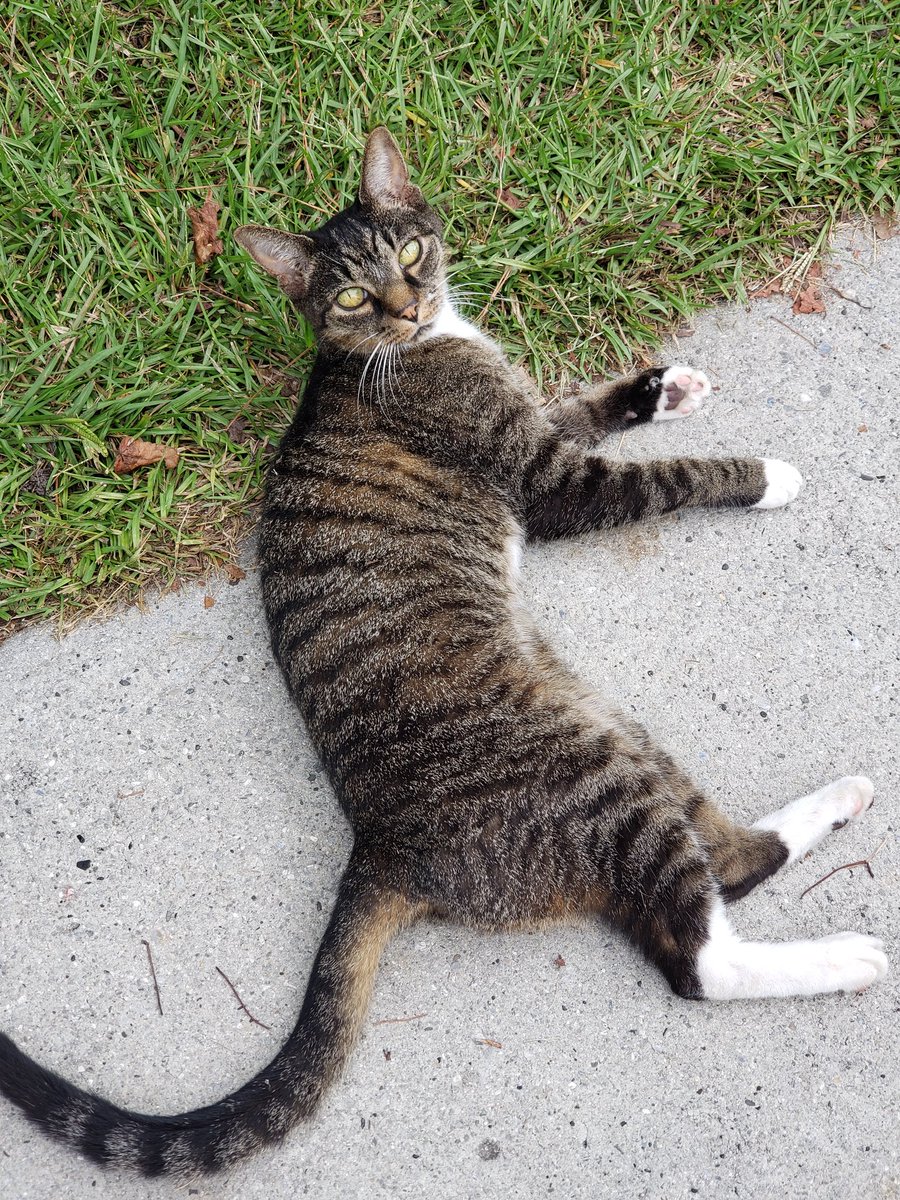 MsKimatTPYA's tweet photo. That moment when you get to visit with one of your students (pure joy).....oh yeah and her kitty cat that was trying so hard to get attention 🙄 https://t.co/AkkbZ95bxN