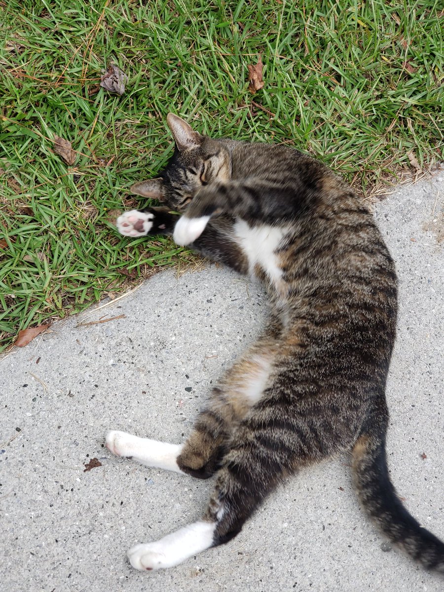 MsKimatTPYA's tweet photo. That moment when you get to visit with one of your students (pure joy).....oh yeah and her kitty cat that was trying so hard to get attention 🙄 https://t.co/AkkbZ95bxN