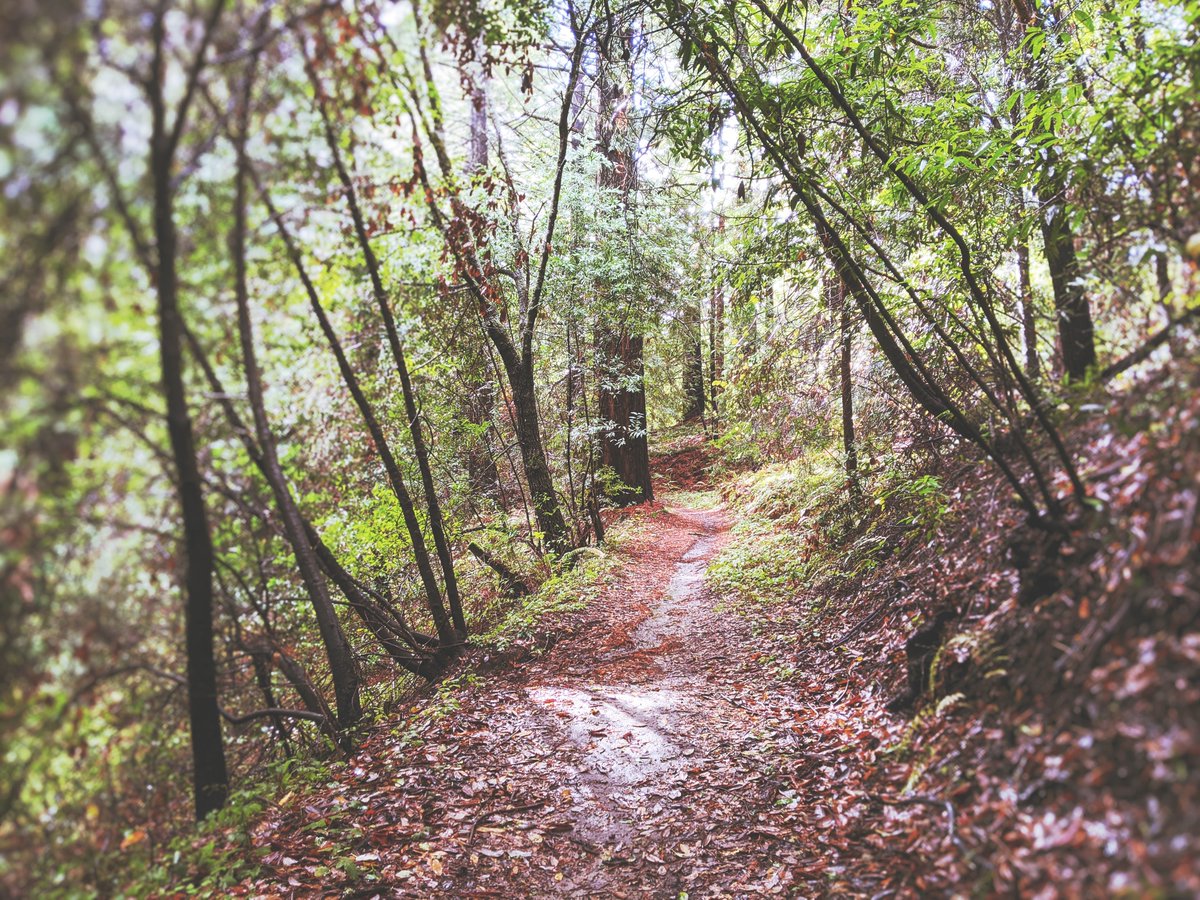 Cincinnati Parks On Twitter Cincyparks Controlled Bow Hunting Season Is Almost Here One Of Our Biggest Challenges Is The Loss Of Tree Seedlings Spring Wildflowers Due To Over Population Of White Tailed