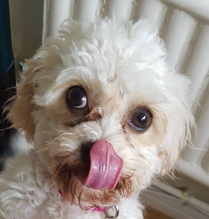 oxguin's tweet photo. Just took Mitzi out in the garden so she could do 'her business' before she goes to bed. Saw she was chewing something so I put my fingers into her mouth. And pulled out a cat poo. How's your Friday night going?

#CuteButNotInnocent https://t.co/B2mRWHhj4P