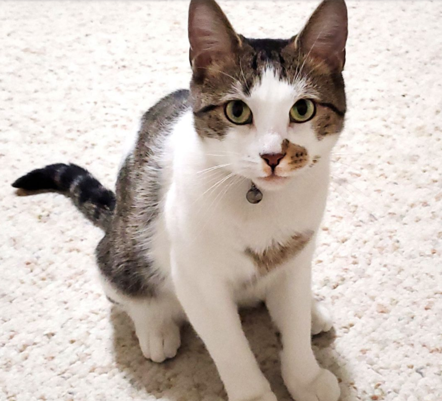 liberty humane society petfinder