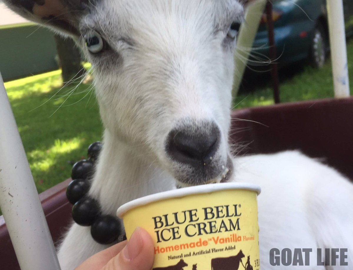 GoatLife15's tweet photo. I scream for ice cream ! #goat #icecreamtoday https://t.co/er4RrEyYUO