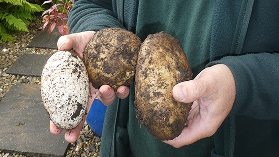 Pa anifail oedd yn gyfrifol am gladdu wy gwydd yng ngwely tatws Aeron a Diane Jones? <a href="/GeralltPennant/">Gerallt Pennant</a> fydd yn chwilio am ateb gan banelwyr #GalwadCynnar rhwng 7-8 bore fory. 🍂🐛⛰️