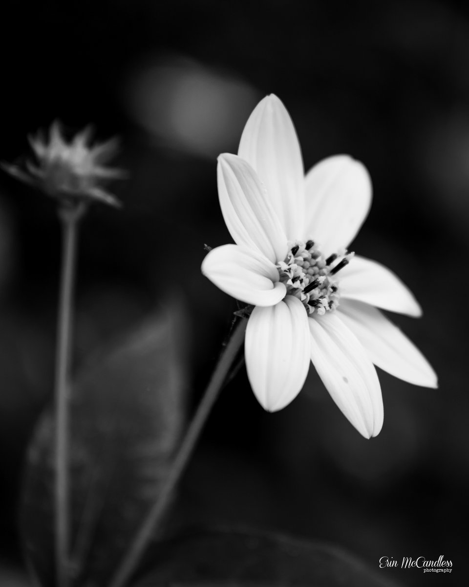 Erin McCandless Photography tweet media