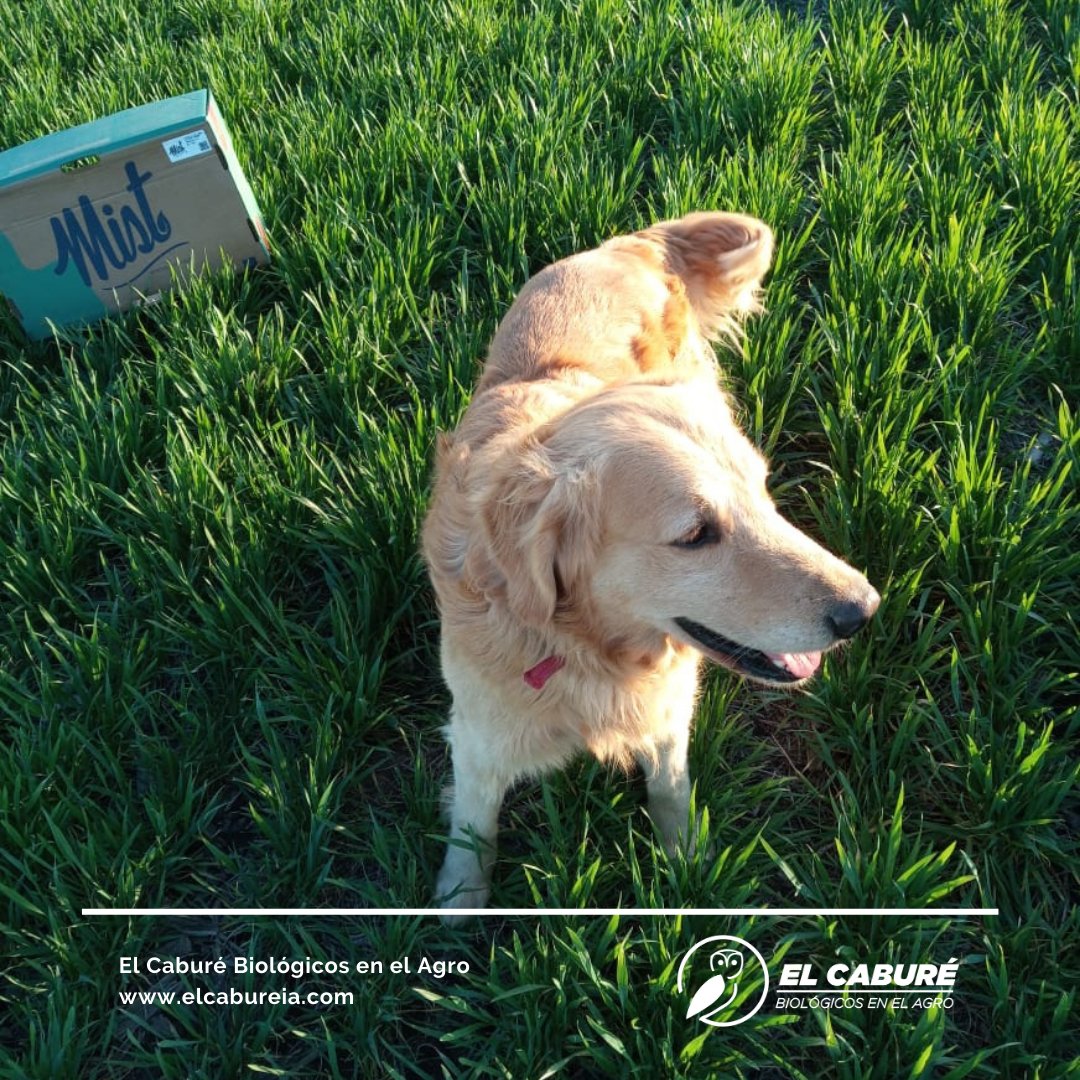 elcabureinsumos's tweet photo. Felipe 🐕 sabe que fertilizando con Nanopartículas incorpora N eficiente a su #trigo con una rápida asimilación y evitando pérdidas por lixiv. 
💦Sabe que con este fertilizante aumenta el rendimiento de su cultivo a bajas dosis (2-3 L/Ha) y sin producir fito.
#ElCabureInsumosBio https://t.co/02XHswx9Vu