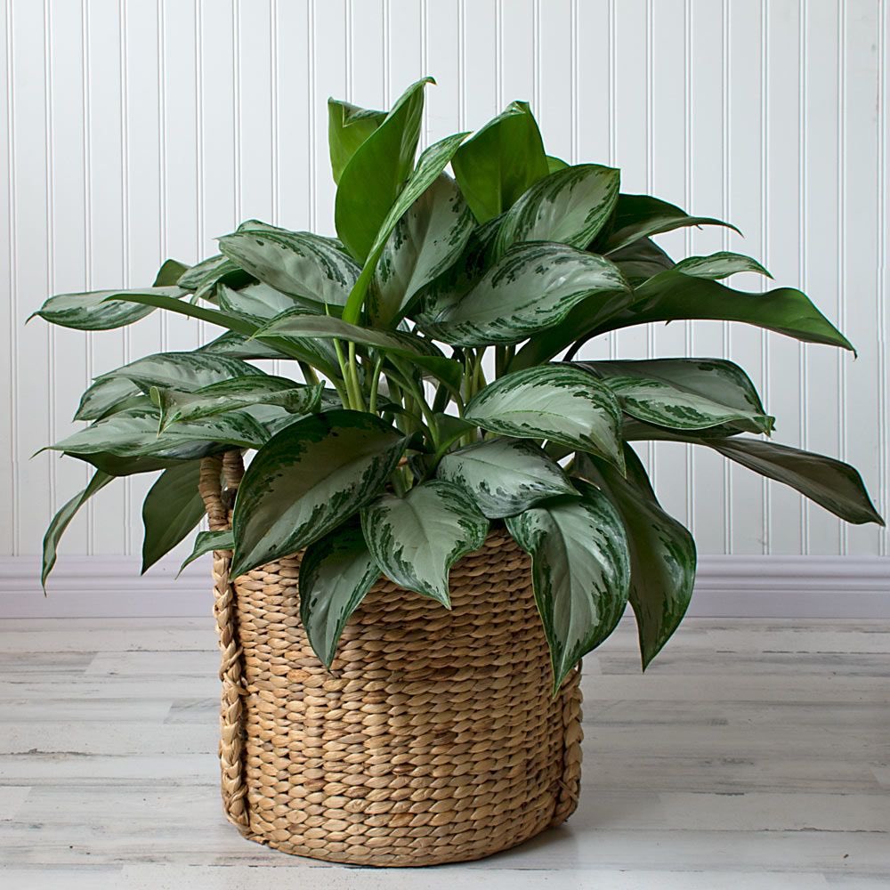 chinese evergreen plant ~ luck-bringing plant that’s great for new plant moms ~ air purifier: cleans out formaldehyde and benzene from the air in your home~ leaves turn a beautiful pinkish color if left near a moderate to bright-lit window