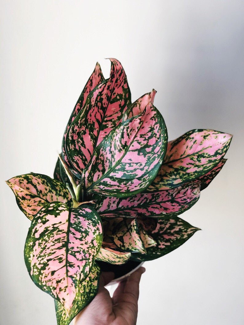 chinese evergreen plant ~ luck-bringing plant that’s great for new plant moms ~ air purifier: cleans out formaldehyde and benzene from the air in your home~ leaves turn a beautiful pinkish color if left near a moderate to bright-lit window