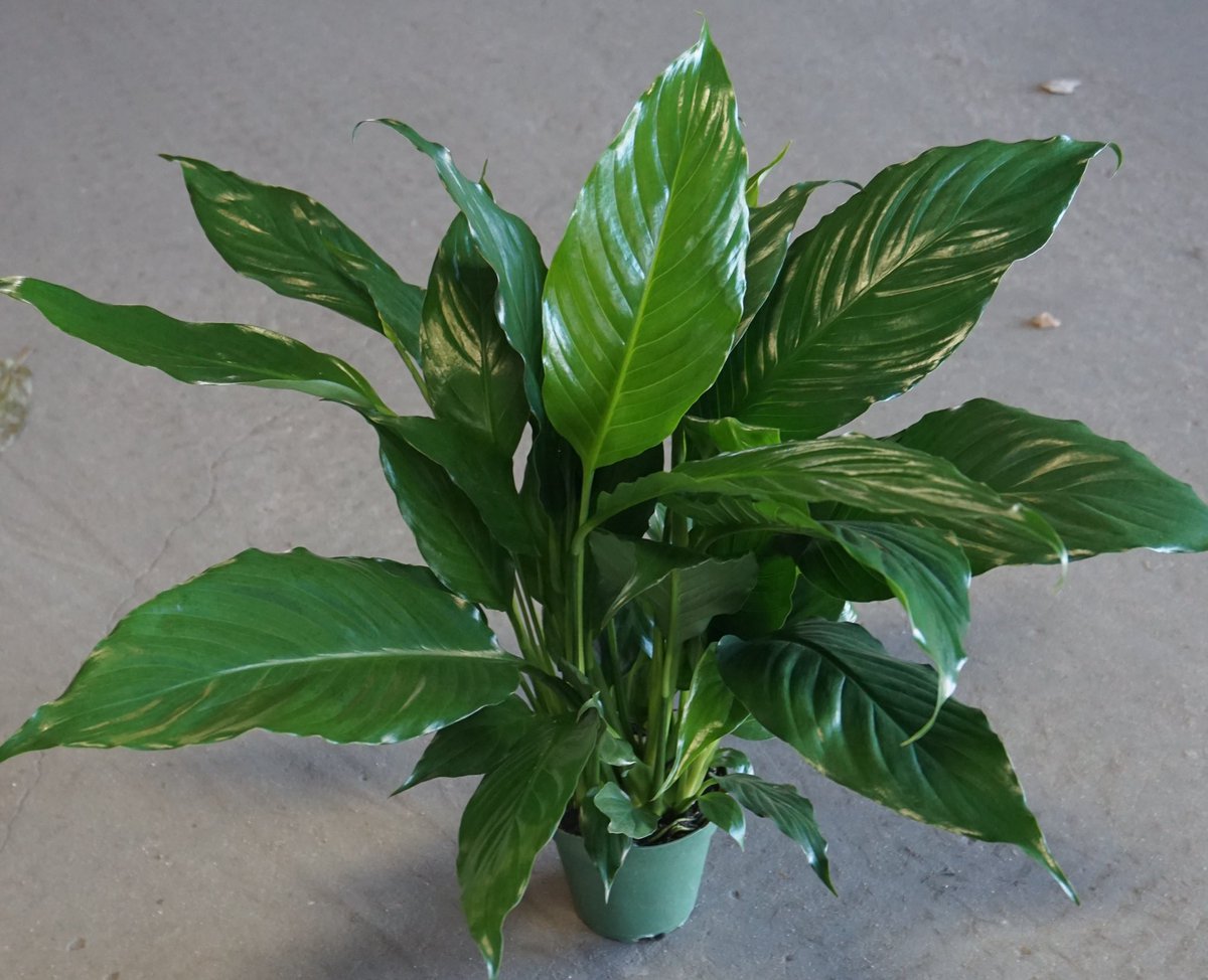 peace lily ~ adaptable and low-maintenance~ symbolizes the rebirth of the soul~ breaks down and neutralizes toxic gases like benzene, formaldehyde, and carbon monoxide~ if left near a window it will bloom gorgeous white flowers once in its lifetime