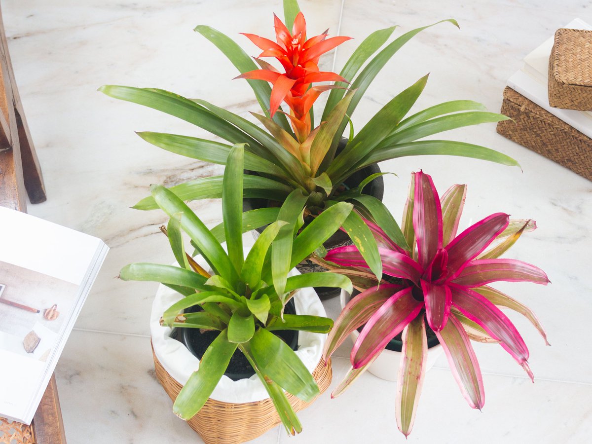 bromeliads ~ every bromeliad is unique in its shape, color(s), and pattern~ releases oxygen and removes air pollutants~ a special plant with long gorgeous green foliage and will bloom once in its lifetime
