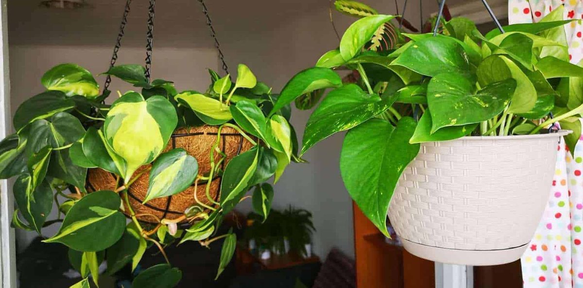 philodendrons (trailing type) ~ beautiful heart-shaped leaves with a luscious velvety texture~ among one of the easiest plants to grow~ removes formaldehyde from the air (a chemical found in insulation, floor coverings, cleaning agents, pressed wood, and even paper towels)