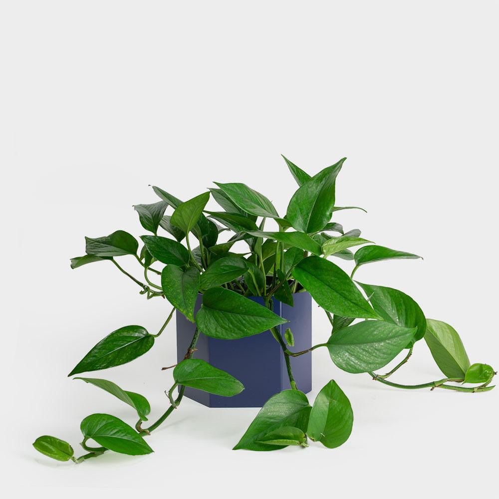 pothos plant ~ also known as “devil’s ivy” since it’s almost impossible to kill and stays green even in the dark~ one of the most effective air purifiers for removing common toxins~ green leaves will start to create beautiful white patterns when left near a window