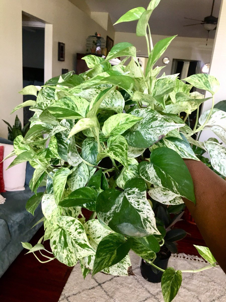 pothos plant ~ also known as “devil’s ivy” since it’s almost impossible to kill and stays green even in the dark~ one of the most effective air purifiers for removing common toxins~ green leaves will start to create beautiful white patterns when left near a window