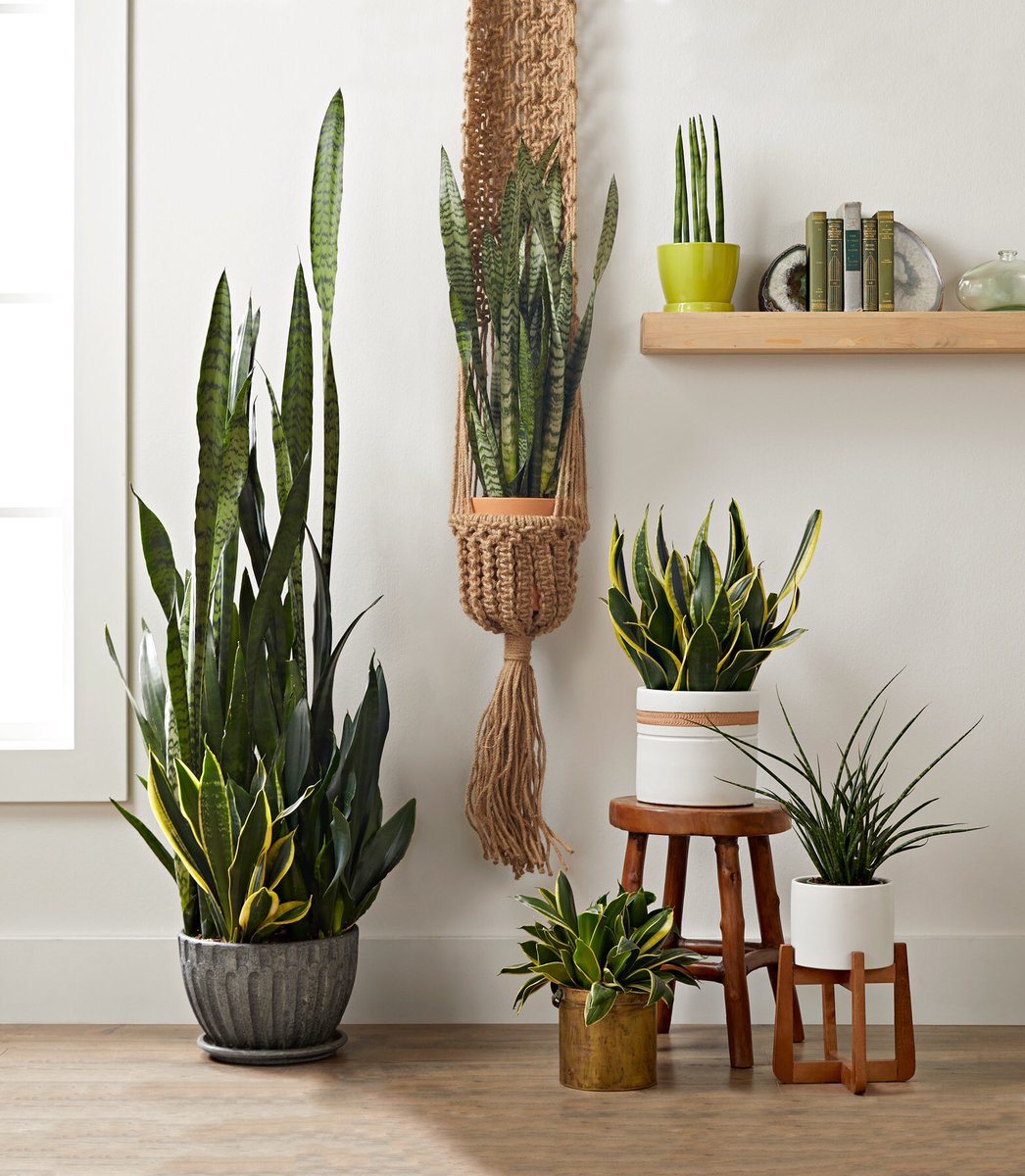 snake plant ~ emits oxygen at night that helps you sleep better~ removes xylene, trichloroethylene, toluene, benzene, and formaldehyde from the air~ has been used in Nigerian rituals to remove the evil eye