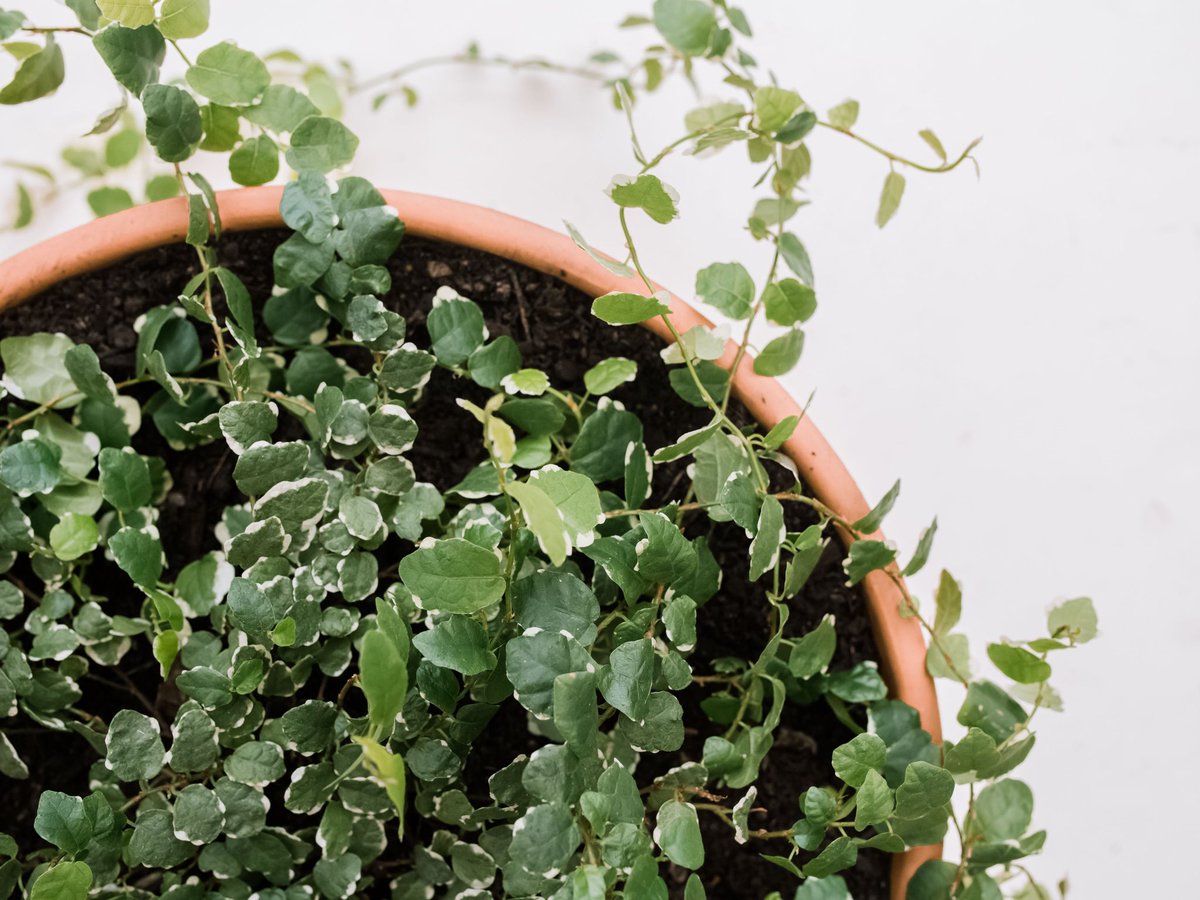 creeping/climbing fig ~ purifies the air of most toxins~ easy care and tolerates pollution~ in China the white edge to the leaf is seen as a halo; drives away negative energy