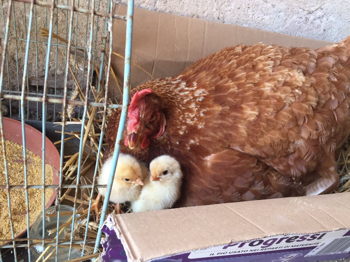 Ma quanto belli sono? Che nome gli diamo? #trovailnome #pulcino #pulcinopio #machecarini #chioccia #benarrivatipulcini 😘🥰🥰🥰😍