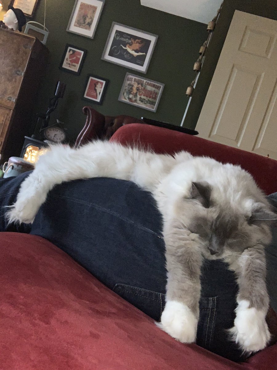 Hayls_H's tweet photo. When it’s wine o clock and the cat won’t acknowledge it 🤪 https://t.co/joSglnCjf9