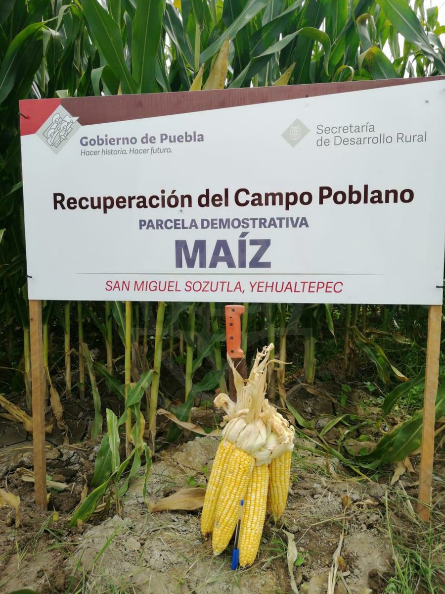 SDRGobPue's tweet photo. Los #PaquetesTecnológicos entregados a las y los productores, así como el acompañamiento técnico para su uso, muestran sus resultados.🌽

Gracias a estas más de 33 mil entregas de paquetes diseñados para cada cultivo y cada región, avanza la #RecuperaciónDelCampoPoblano. https://t.co/uYILM3VEIk