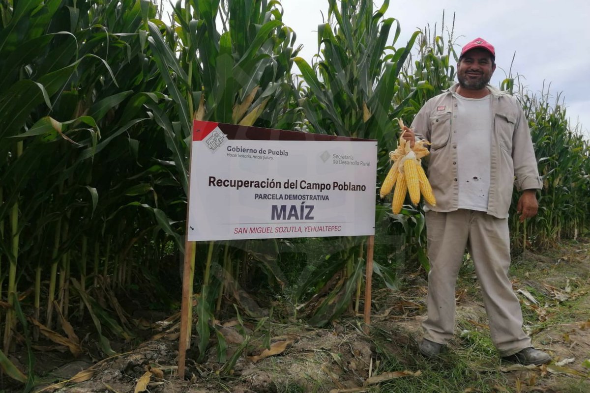 SDRGobPue's tweet photo. Los #PaquetesTecnológicos entregados a las y los productores, así como el acompañamiento técnico para su uso, muestran sus resultados.🌽

Gracias a estas más de 33 mil entregas de paquetes diseñados para cada cultivo y cada región, avanza la #RecuperaciónDelCampoPoblano. https://t.co/uYILM3VEIk
