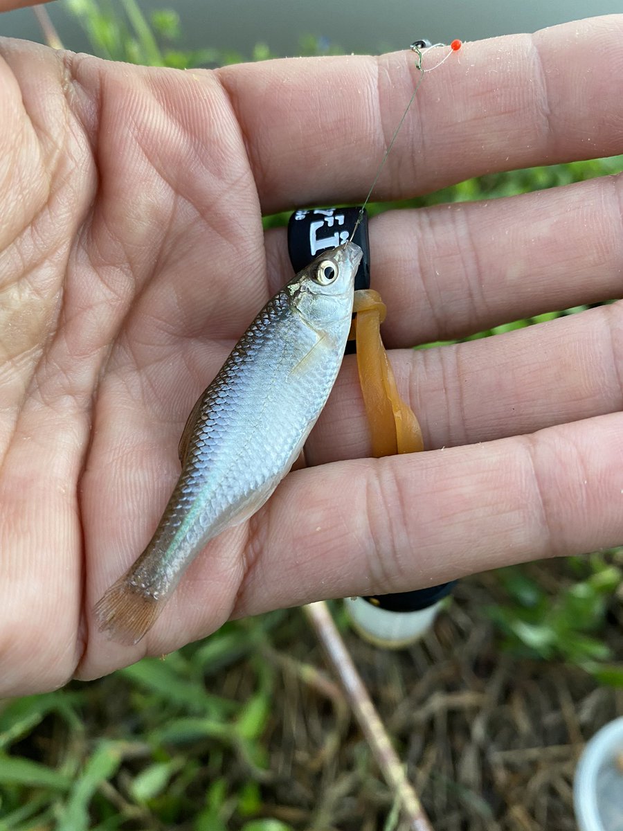 Ayumu 餌が本気のヤツ タナゴ釣り タナゴ