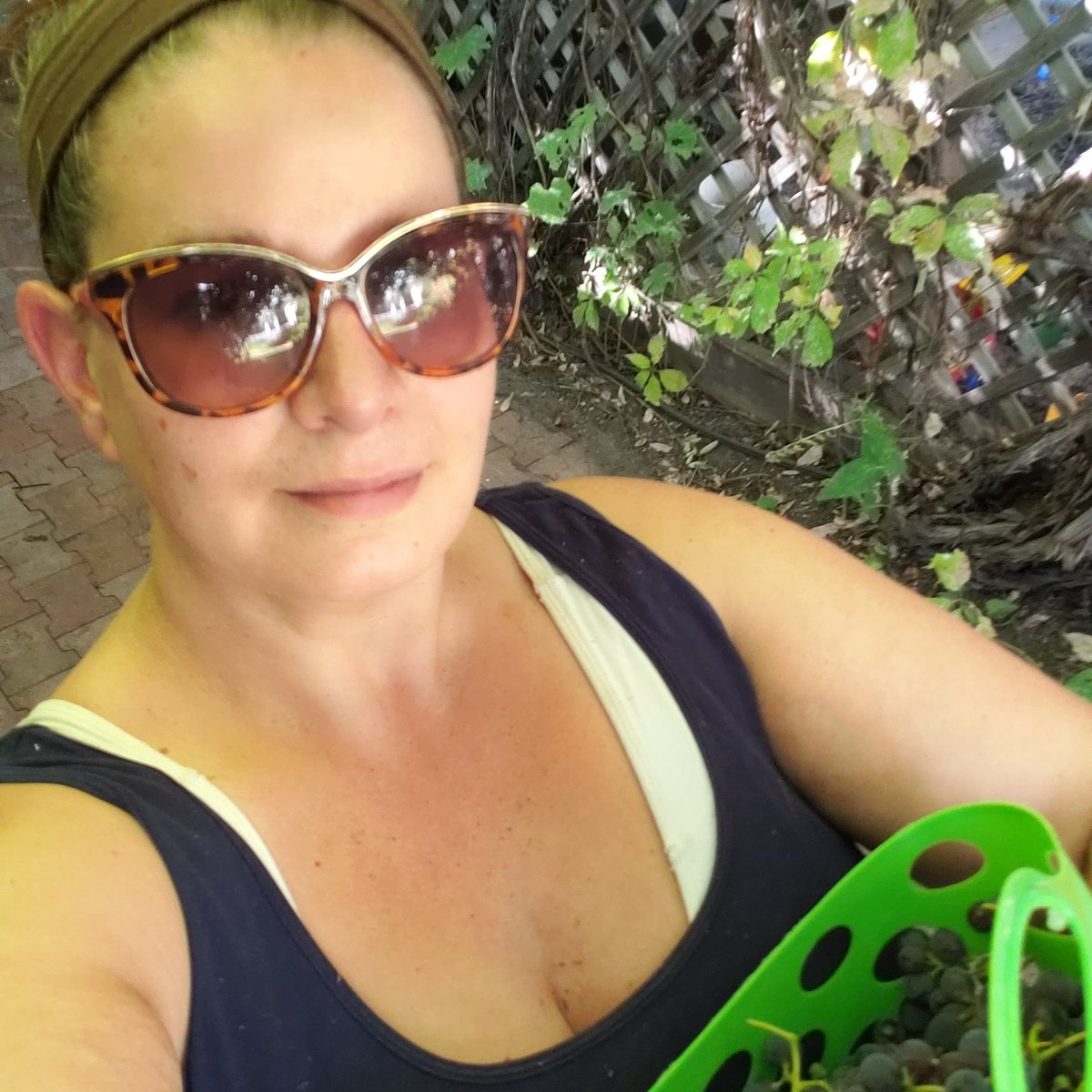 MDIVADOMESTICA's tweet photo. Honestly the only thing glamorous about this are the glasses. Grape picking is a dirty, dirty job. Arms are scratched up, things have fallen into where they shouldn't have &amp; I swear my hair was in a bun at the start of this whole process.
Guess I'm making jelly tomorrow ❤
#yqr https://t.co/L0vghPkIDh